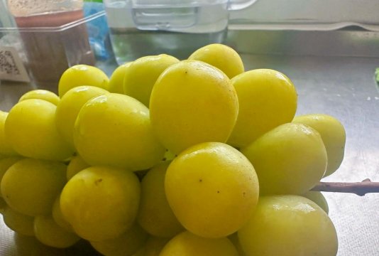 阳光玫瑰怎么发黄