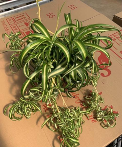 为什么吊兰叶片弯曲