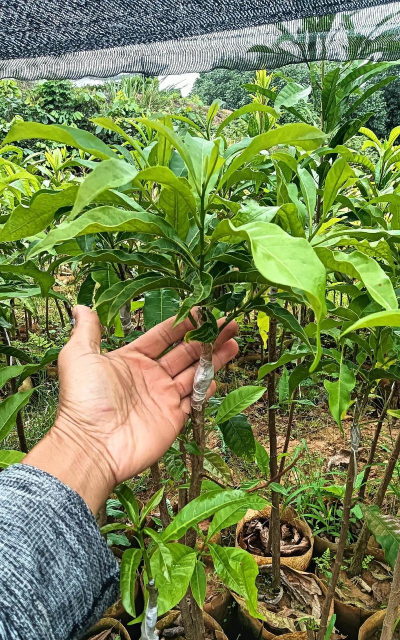 黄金果怎么播种