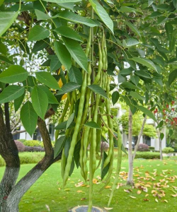 鸡冠刺桐是什么果实