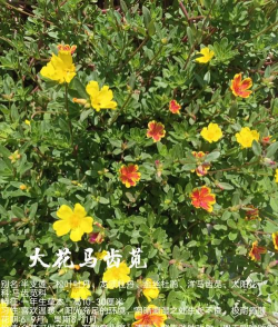 大花马齿苋如何药用