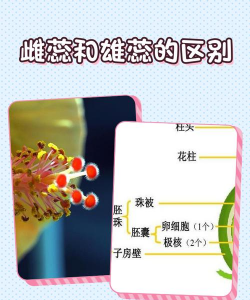 如何判断是子球还是花