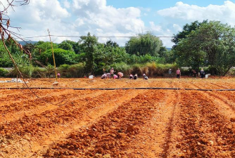非洲土壤怎么种植