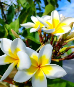 海南适合养什么花