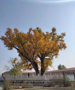 廊坊种什么树好