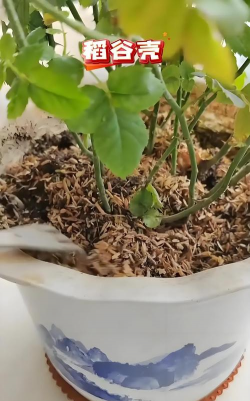 家庭养花用生根粉