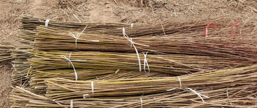 杞柳丰产优质栽培技术