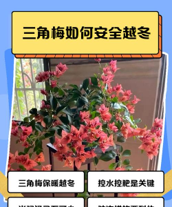 三角梅如何越冬