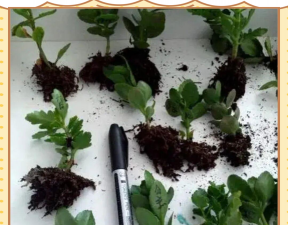 家庭养花用生根粉