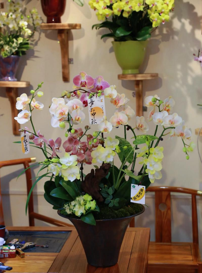 家庭养花用生根粉