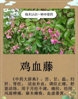 鸡血藤叶子怎么吃