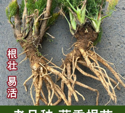 买的茴香根如何种植