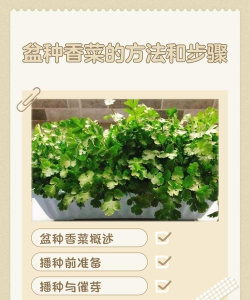 千里香如何施肥