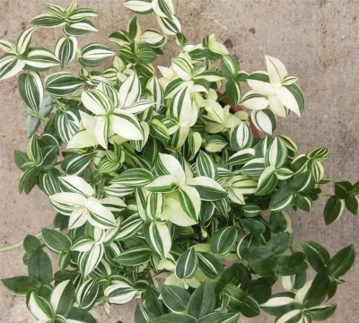 阴性花卉的是什么