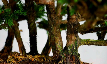 日本八方杉如何修剪