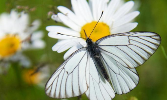 一什么白蝴蝶填空