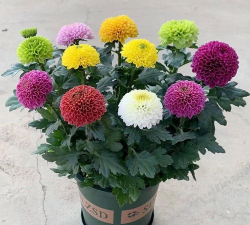 彩色菊花怎么养