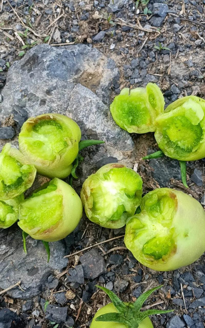 番茄青皮果的防治