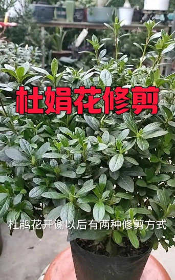高山杜鹃花后如何修剪