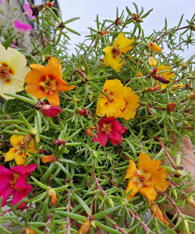 家庭养花用生根粉