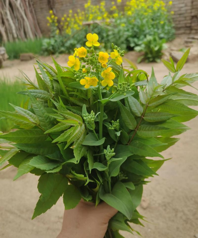 家庭养花用生根粉