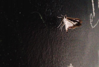 养花黑色飞虫有哪些品种