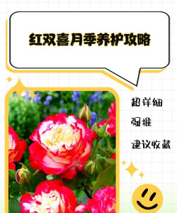 红双喜怎么养护