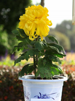 菊花需要什么环境