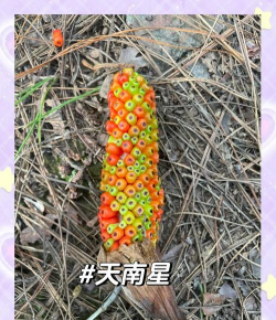 天南星是什么植物