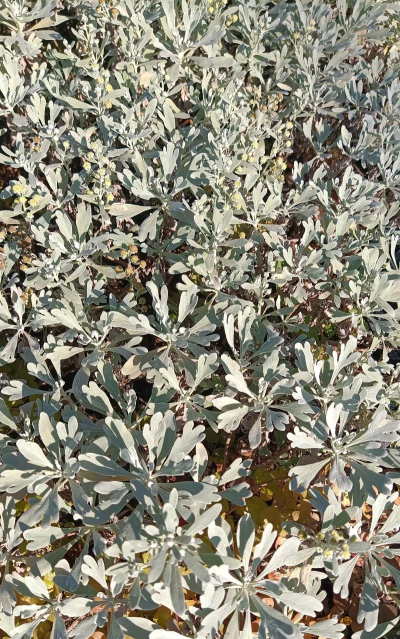 芙蓉菊是什么科