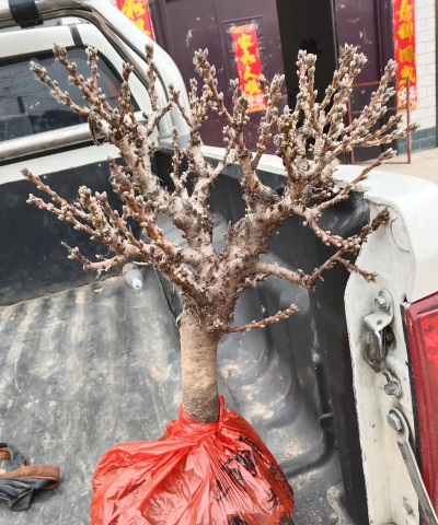 家庭养花用生根粉