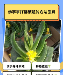 佛手怎么疏花