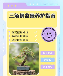 三角枫盆景的制作与养护