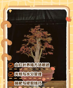 红叶要怎么养