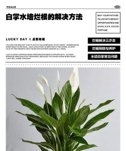 家庭养花用生根粉