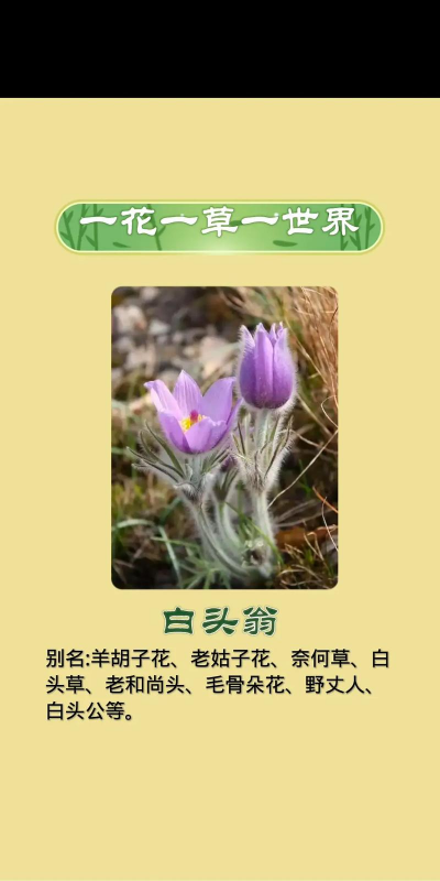 白头翁的花如何吃