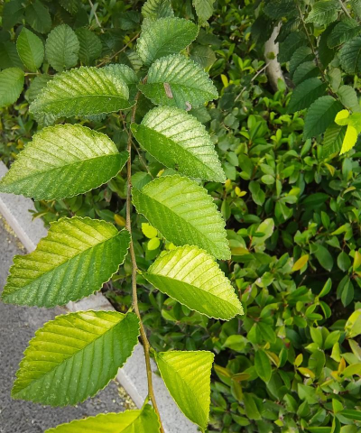 榉树叫什么植物