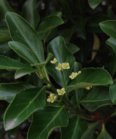 卫矛还叫什么树