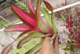 家庭养花用生根粉