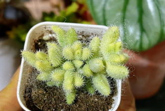 雷童 枝干 什么颜色