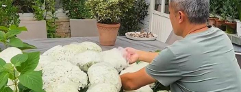 家庭养花用生根粉