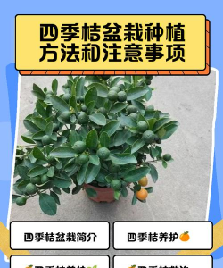 如何种植四季桔