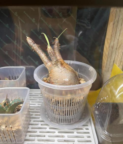 象牙红怎么浇水