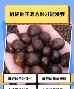 枇杷种子怎么育种