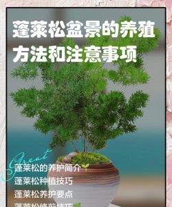 怎么种植蓬莱松