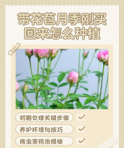 家庭养花用生根粉