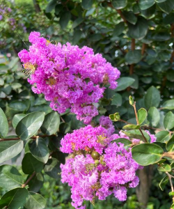 紫薇树怎么开花