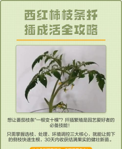 家庭养花用生根粉