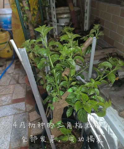 家庭养花用生根粉