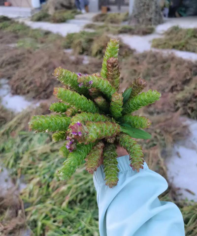 牛角棵是什么植物